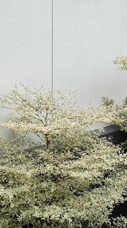 Microsite-Garden 2